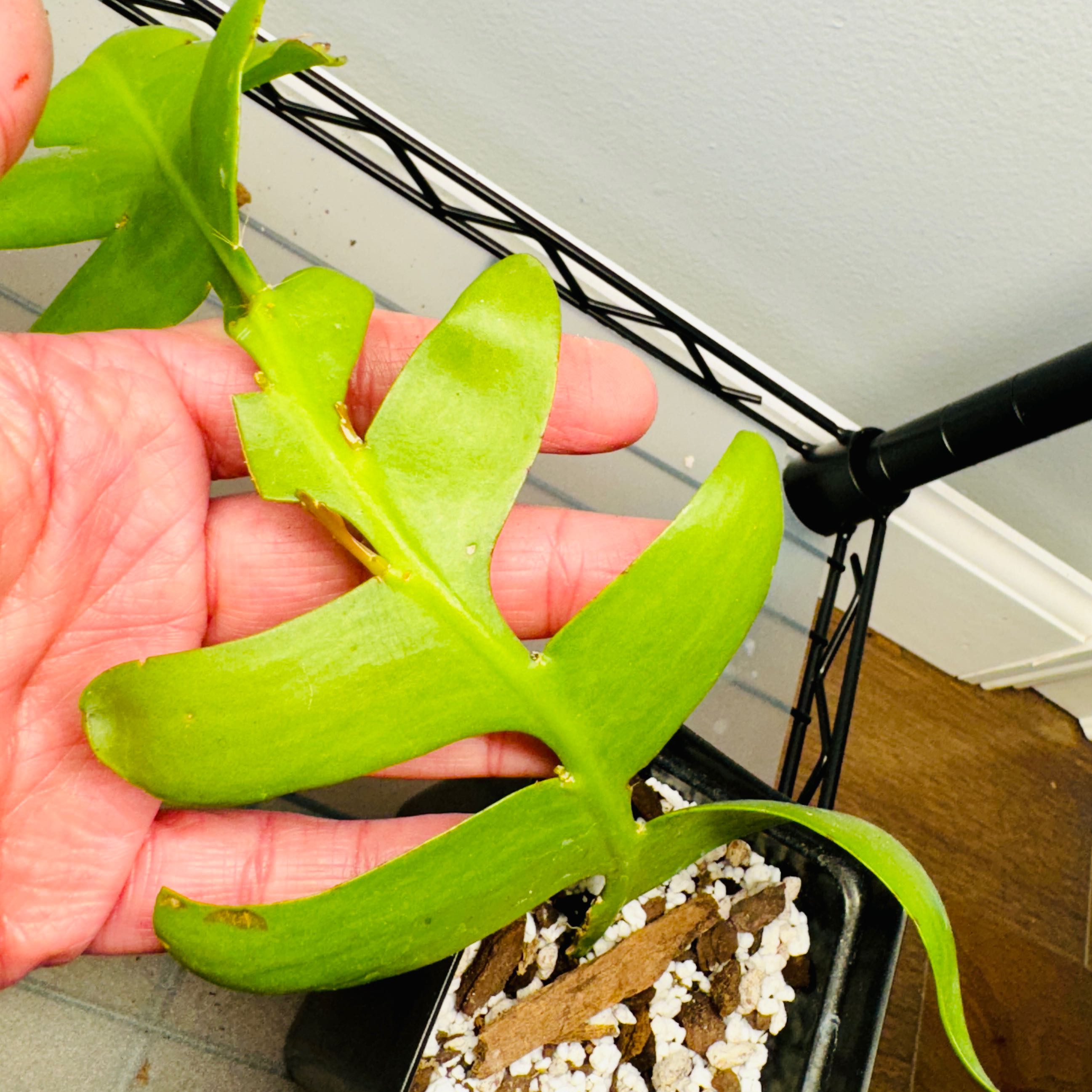 Fishbone Cactus held by a hand, showing healthy green leaves.