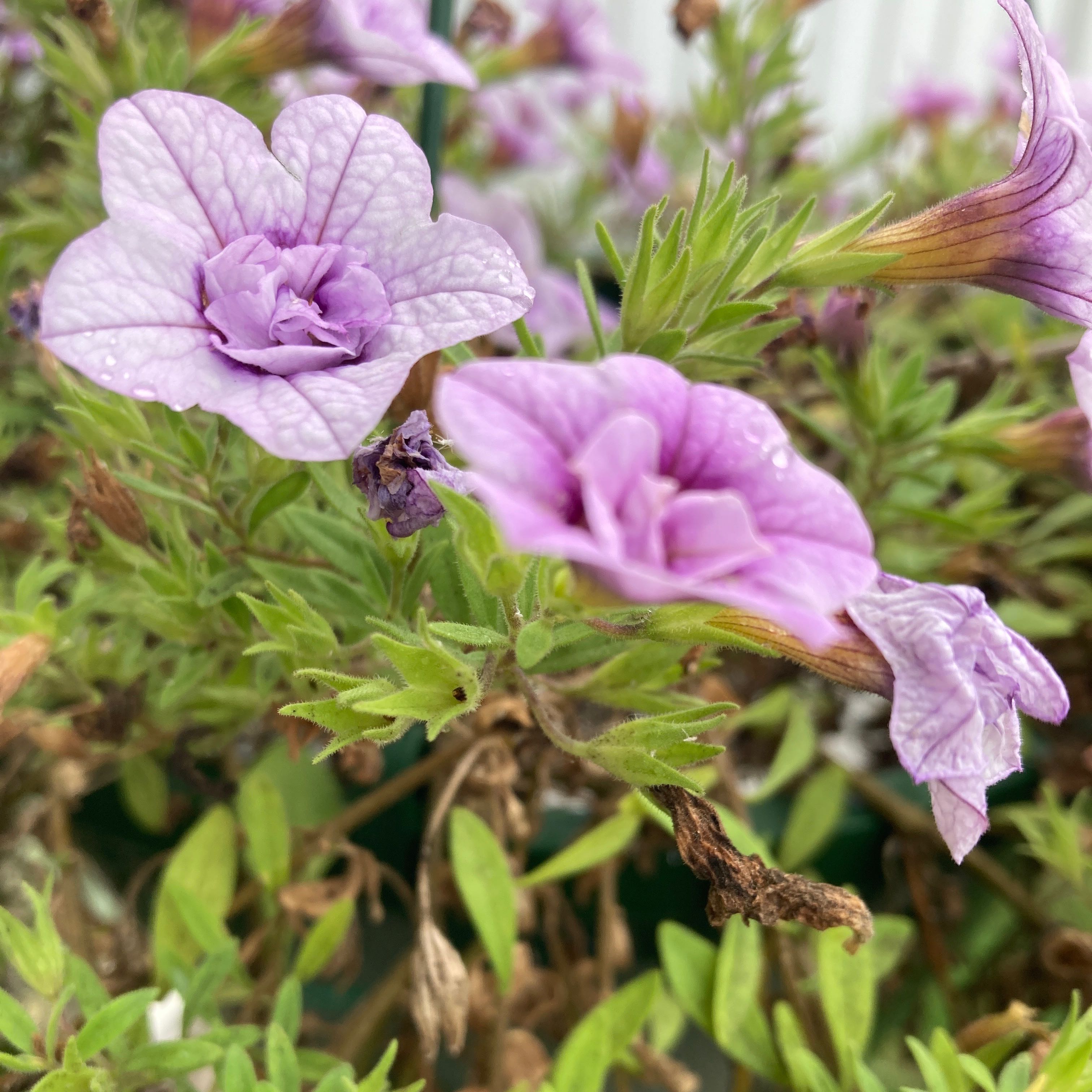 Photo of the plant species Superbells Yellow Chiffon Calibrachoa by @ToughWhiskfern named Forrest on Greg, the plant care app