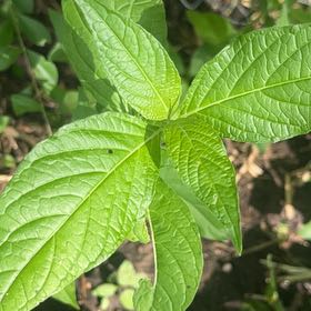Photo of the plant species Browallia by @SummeryPitayita named Foxxy on Greg, the plant care app