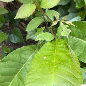 Photo of the plant species Hop Tree by @SummeryPitayita named Anne on Greg, the plant care app