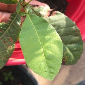 Photo of the plant species Hop Tree by @SummeryPitayita named Dax on Greg, the plant care app