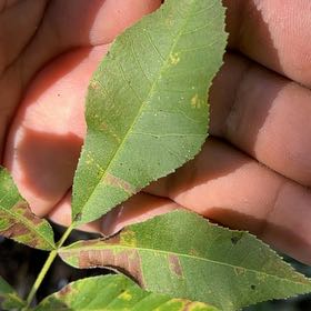 Photo of the plant species Black Hickory by @SummeryPitayita named Darwin on Greg, the plant care app