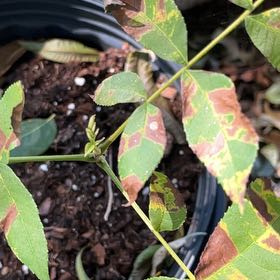 Photo of the plant species Pignut Hickory by @SummeryPitayita named Leonardo on Greg, the plant care app
