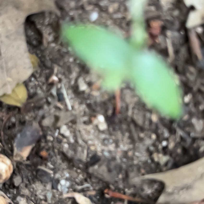 Photo of the plant species Jack in the Pulpit by @SummeryPitayita named Queen on Greg, the plant care app