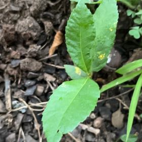 Photo of the plant species Mahoe by @SummeryPitayita named Khaleesi on Greg, the plant care app