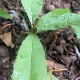 Photo of the plant species Mahoe by @SummeryPitayita named Kendall on Greg, the plant care app