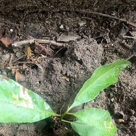 Photo of the plant species Fringetree by @SummeryPitayita named Maya on Greg, the plant care app