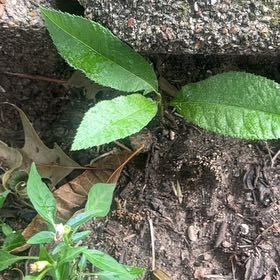 Photo of the plant species Mahoe by @SummeryPitayita named Lola on Greg, the plant care app