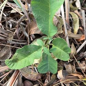Photo of the plant species Western Poison-Oak by @SummeryPitayita named Madonna on Greg, the plant care app