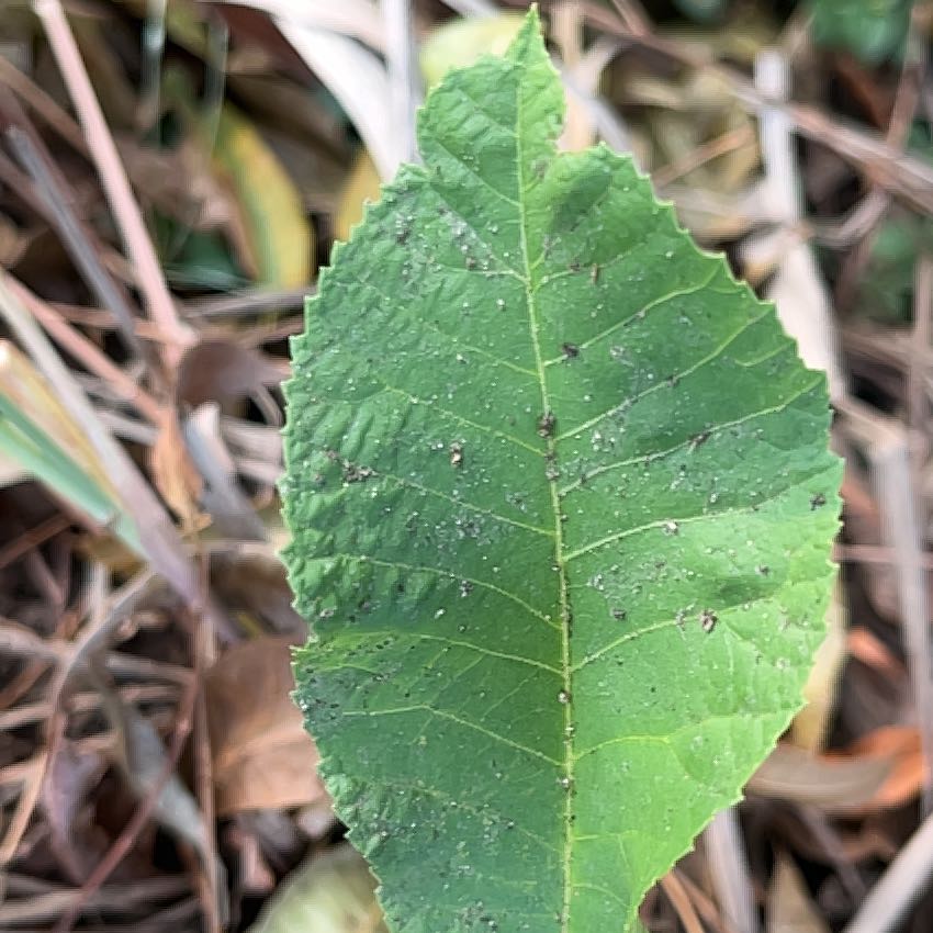 Photo of the plant species Red Buckeye by @SummeryPitayita named Rosa on Greg, the plant care app