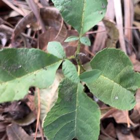 Photo of the plant species Western Poison-Oak by @SummeryPitayita named Kobe on Greg, the plant care app