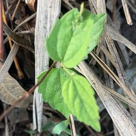 Photo of the plant species Virgin's Bower by @SummeryPitayita named Remington on Greg, the plant care app