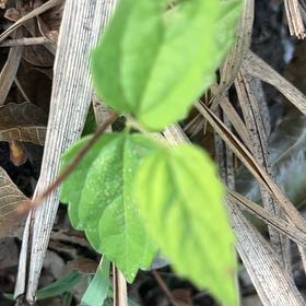 Photo of the plant species Virgin's Bower by @SummeryPitayita named Sir Plancelot on Greg, the plant care app