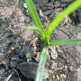 Photo of the plant species False Nutsedge by @SummeryPitayita named Queen on Greg, the plant care app