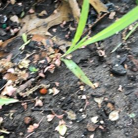 Photo of the plant species Bungalow Palm by @SummeryPitayita named Clooney on Greg, the plant care app