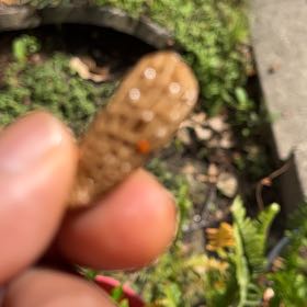 Photo of the plant species Florida Arrowroot by @SummeryPitayita named Orwell on Greg, the plant care app