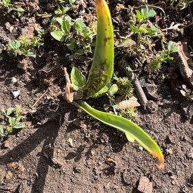 Photo of the plant species Glacier Lily by @SummeryPitayita named Foxxy on Greg, the plant care app