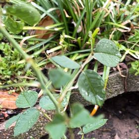 Photo of the plant species Ficus Macrophylla by @SummeryPitayita named Surya on Greg, the plant care app