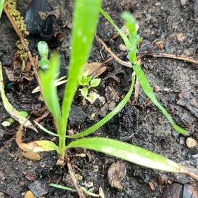Photo of the plant species Poa Annua by @SummeryPitayita named Madonna on Greg, the plant care app