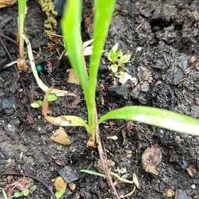 Photo of the plant species Poa Annua by @SummeryPitayita named Plato on Greg, the plant care app