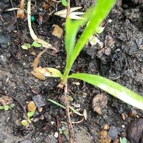 Photo of the plant species Orchid by @SummeryPitayita named Curie on Greg, the plant care app
