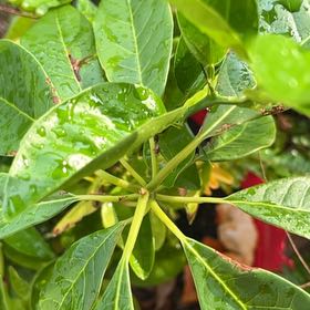 Photo of the plant species Fringetree by @SummeryPitayita named Bruce Lee on Greg, the plant care app
