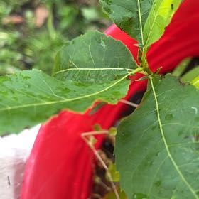 Photo of the plant species Wax Mallow by @SummeryPitayita named Sherlock on Greg, the plant care app
