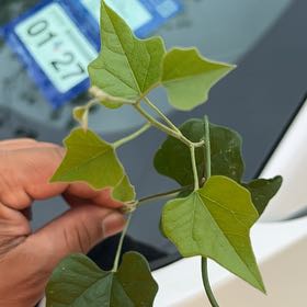 Photo of the plant species Carolina Moonseed by @SummeryPitayita named Bigleef Smalls on Greg, the plant care app