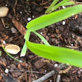 Photo of the plant species Blue Lily by @SummeryPitayita named Tolkien on Greg, the plant care app