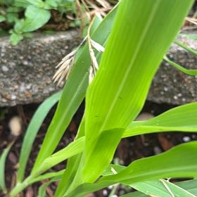 Photo of the plant species Corn by @SummeryPitayita named Sage on Greg, the plant care app