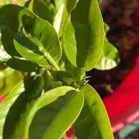 Photo of the plant species Crossvine by @SummeryPitayita named Marley on Greg, the plant care app