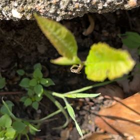Photo of the plant species Whisk Fern by @SummeryPitayita named Tree Diddy on Greg, the plant care app
