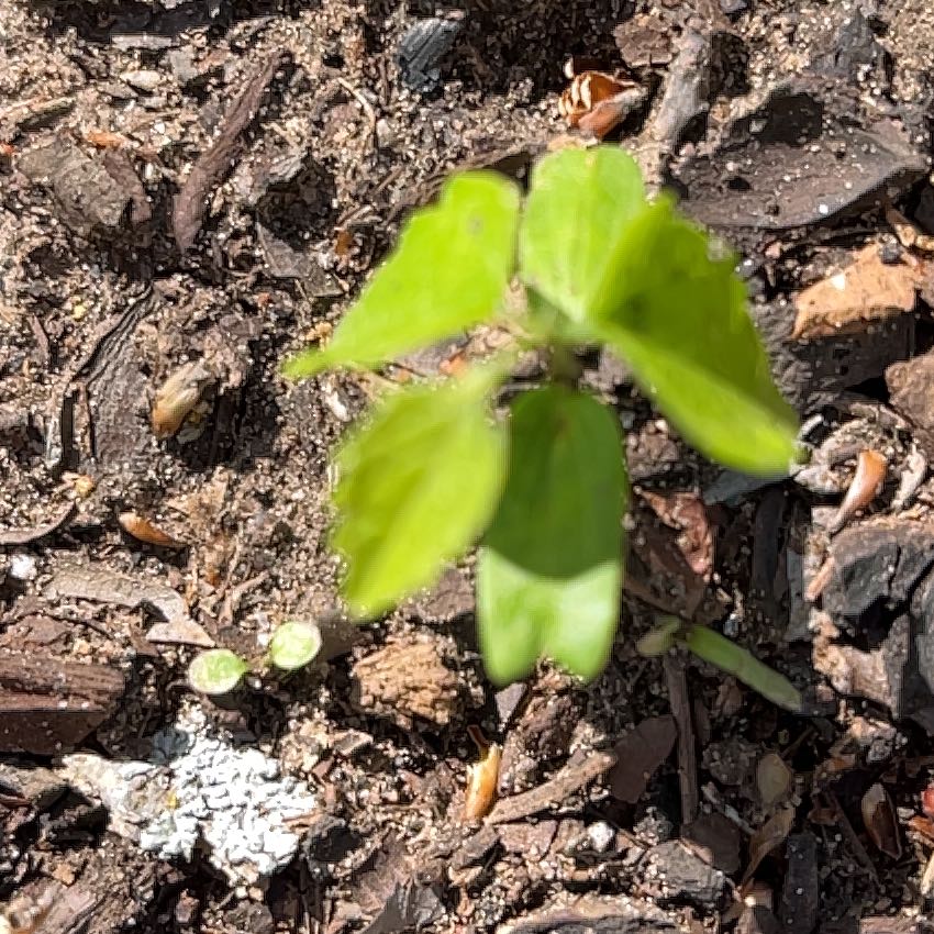 Photo of the plant species Grassleaf Spurge by @SummeryPitayita named Bieber on Greg, the plant care app