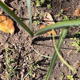 Photo of the plant species Prairie Lily by @SummeryPitayita named Aria on Greg, the plant care app