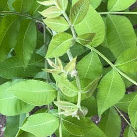 Photo of the plant species Pecan by @SummeryPitayita named Captain Plant-it on Greg, the plant care app