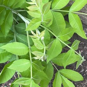 Photo of the plant species Pecan by @SummeryPitayita named Gobi on Greg, the plant care app