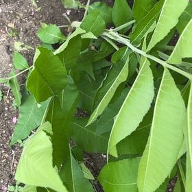 Photo of the plant species Pecan by @SummeryPitayita named Maya on Greg, the plant care app