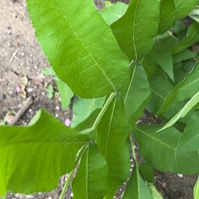 Photo of the plant species Pecan by @SummeryPitayita named Orlando Bloom on Greg, the plant care app