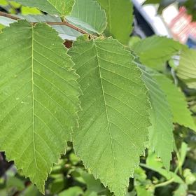 Photo of the plant species American Elm by @SummeryPitayita named Curie on Greg, the plant care app