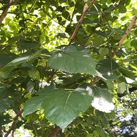Photo of the plant species White Mulberry by @SummeryPitayita named Baesil on Greg, the plant care app