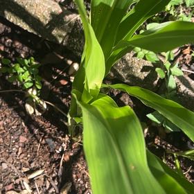 Photo of the plant species Corn by @SummeryPitayita named Hamilton on Greg, the plant care app