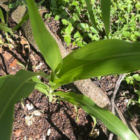 Photo of the plant species Corn by @SummeryPitayita named Tolkien on Greg, the plant care app