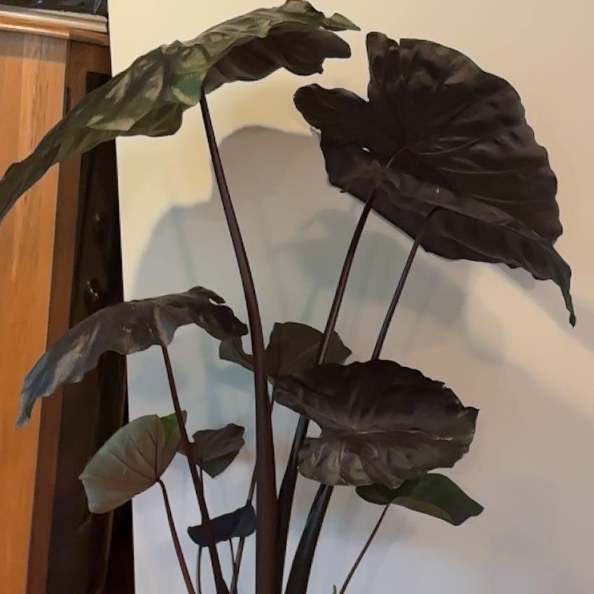 Photo of the plant species Colocasia 'Black Ripple' by @AllegiantChia named Lucille on Greg, the plant care app
