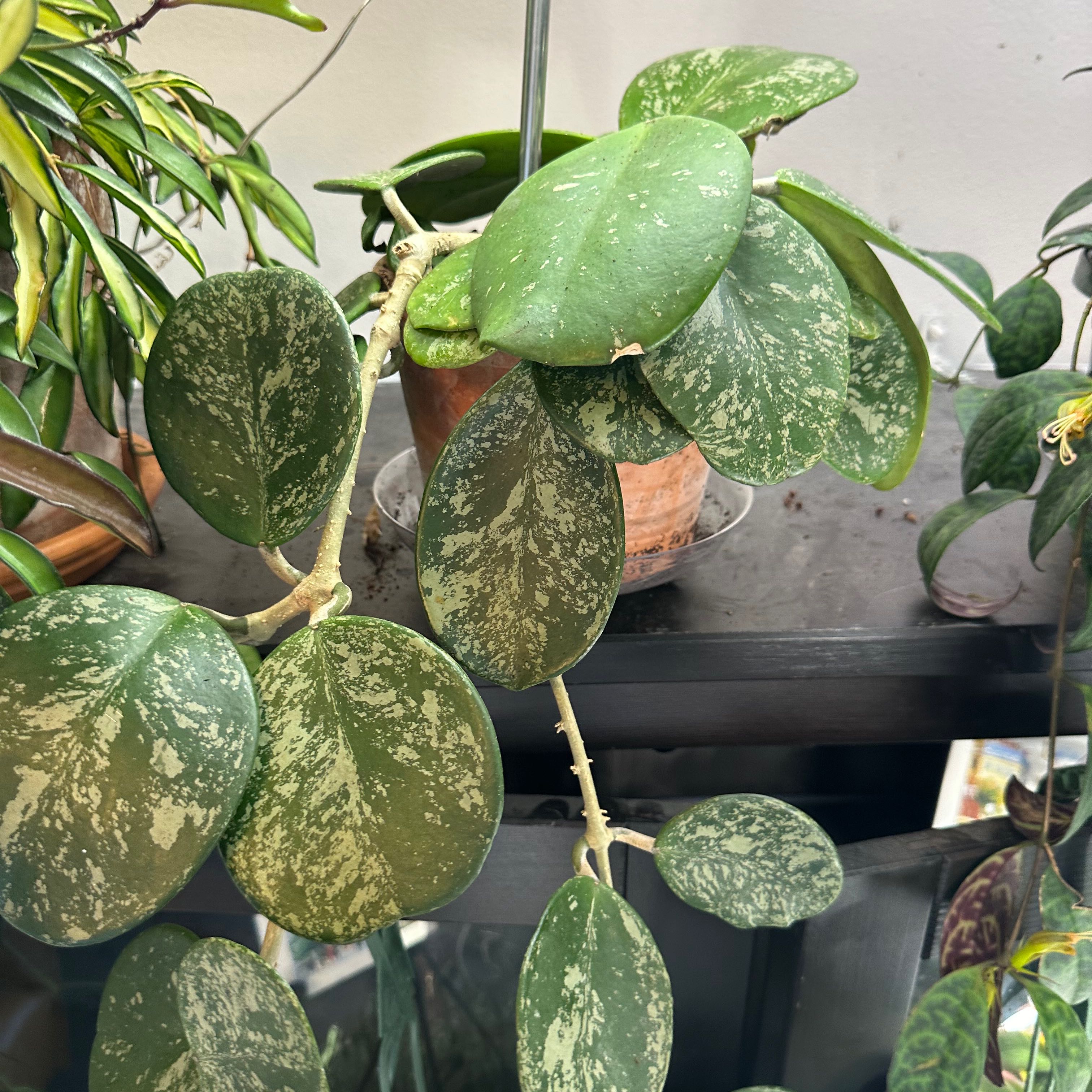 Splash Hoya Obovata plant with variegated leaves, healthy appearance.