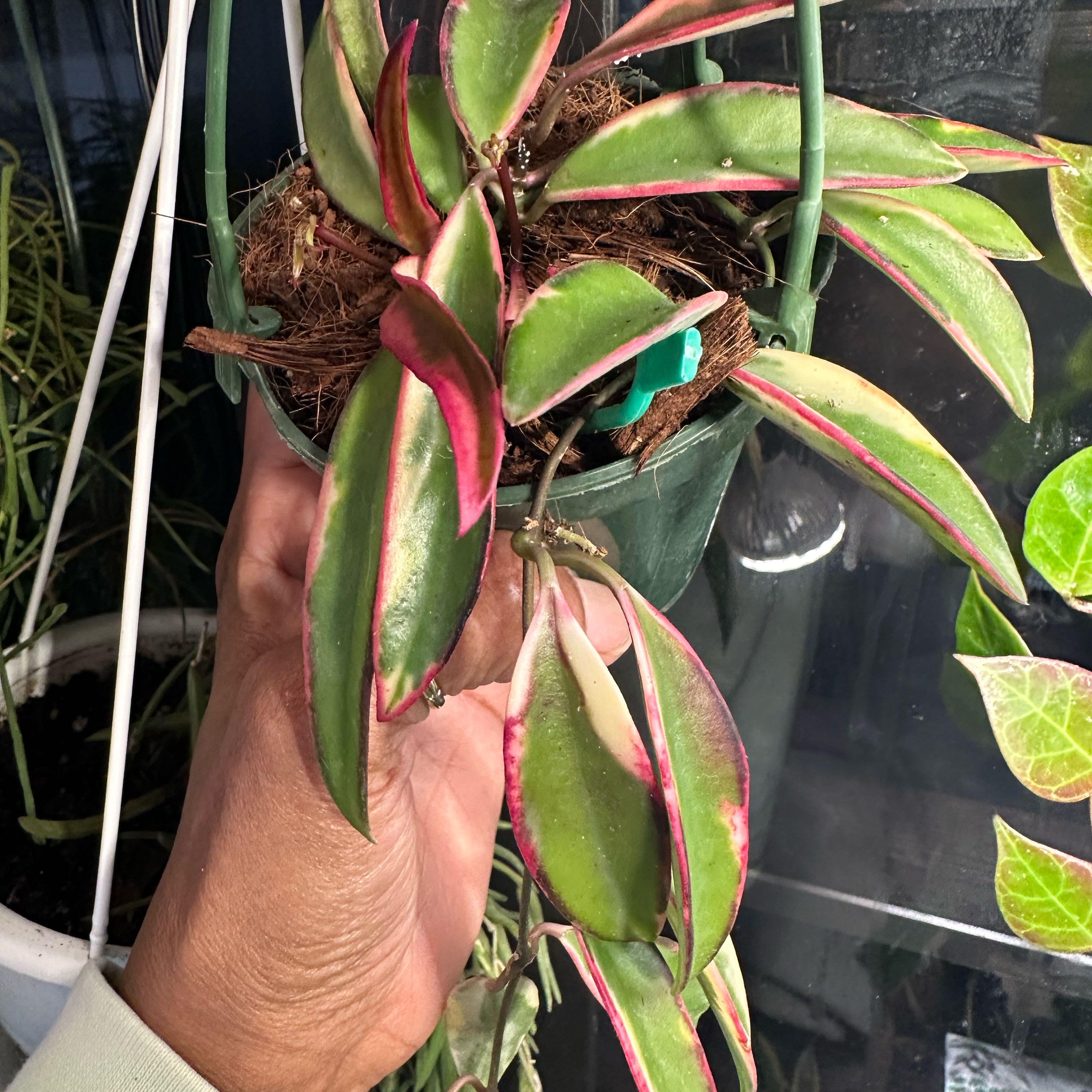 Photo of the plant species Hoya Lori Lyn by @JungleVibing named Lori Lyn on Greg, the plant care app