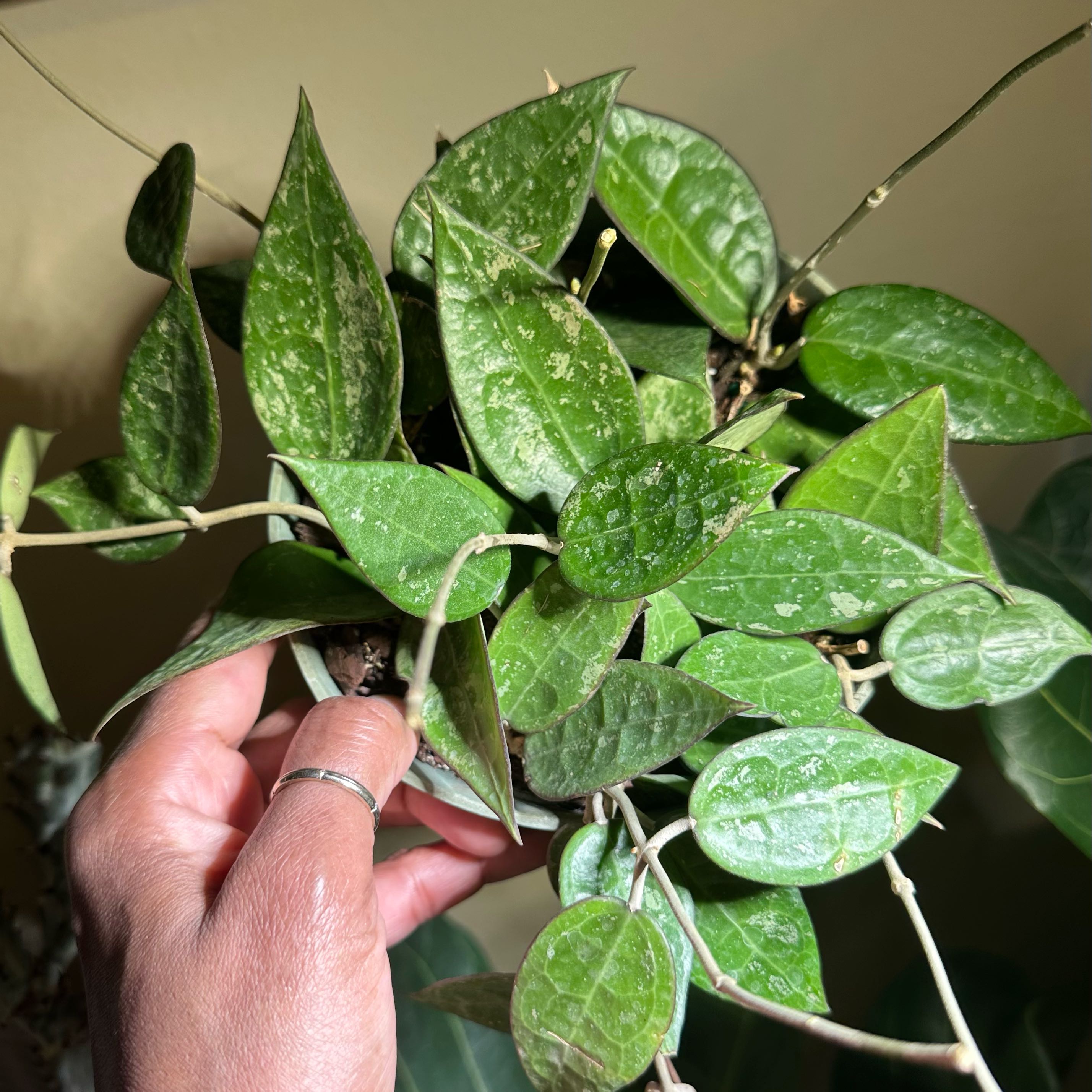 Hoya parasitica 'Black Margin' plant with green leaves held by a hand.