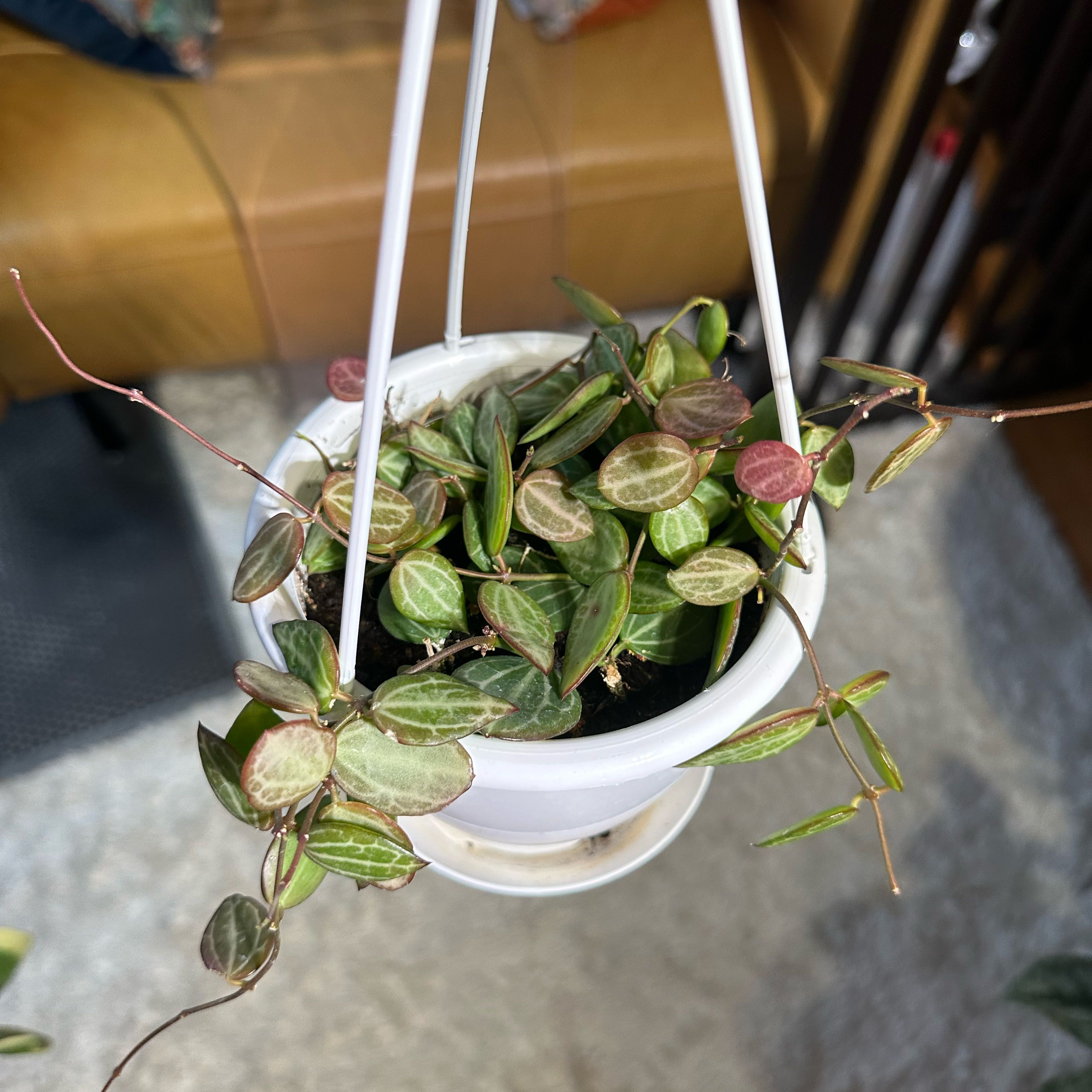 Potted Watermelon Dischidia plant with variegated leaves in a white hanging pot.