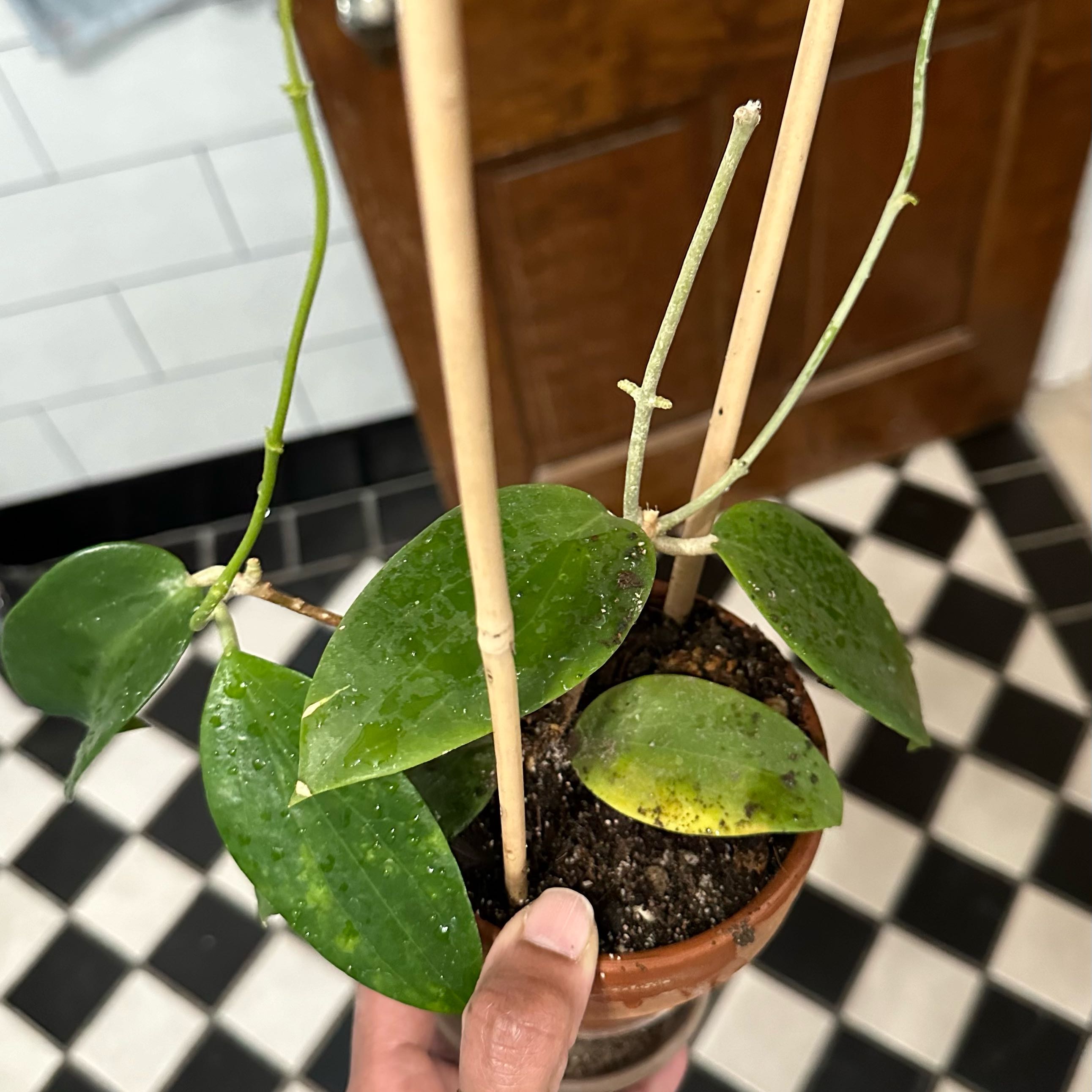 Photo of the plant species Hoya aldrichii by @JungleVibing named Al on Greg, the plant care app