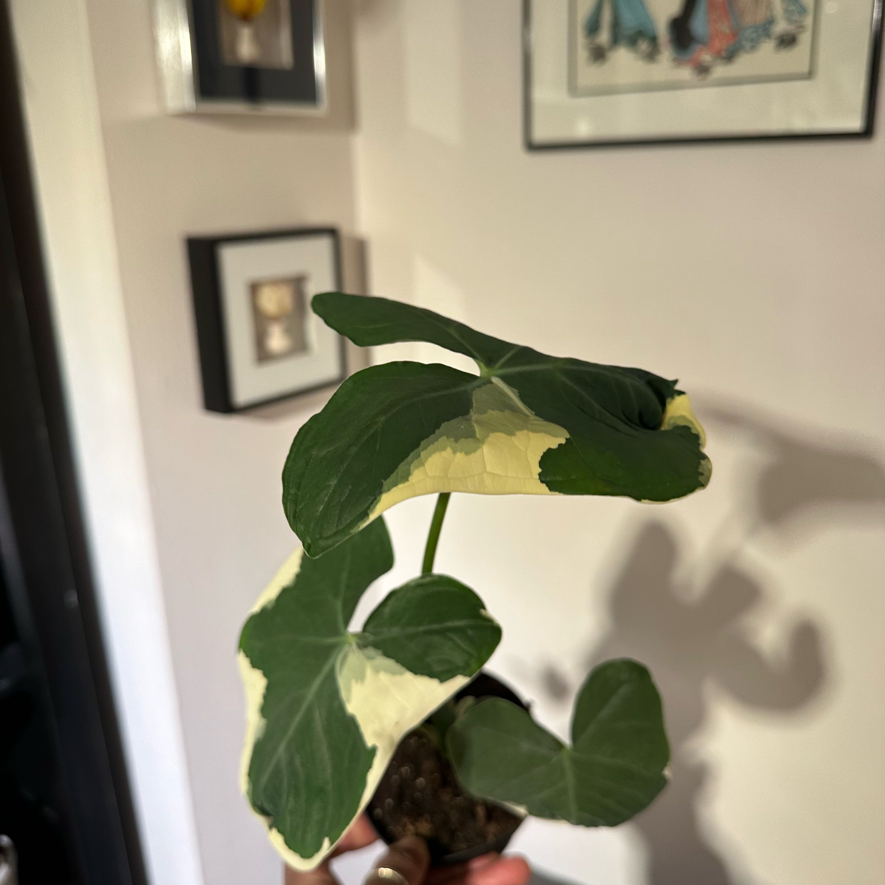 Mickey Mouse Taro plant with variegated leaves held by a hand, background includes framed pictures.