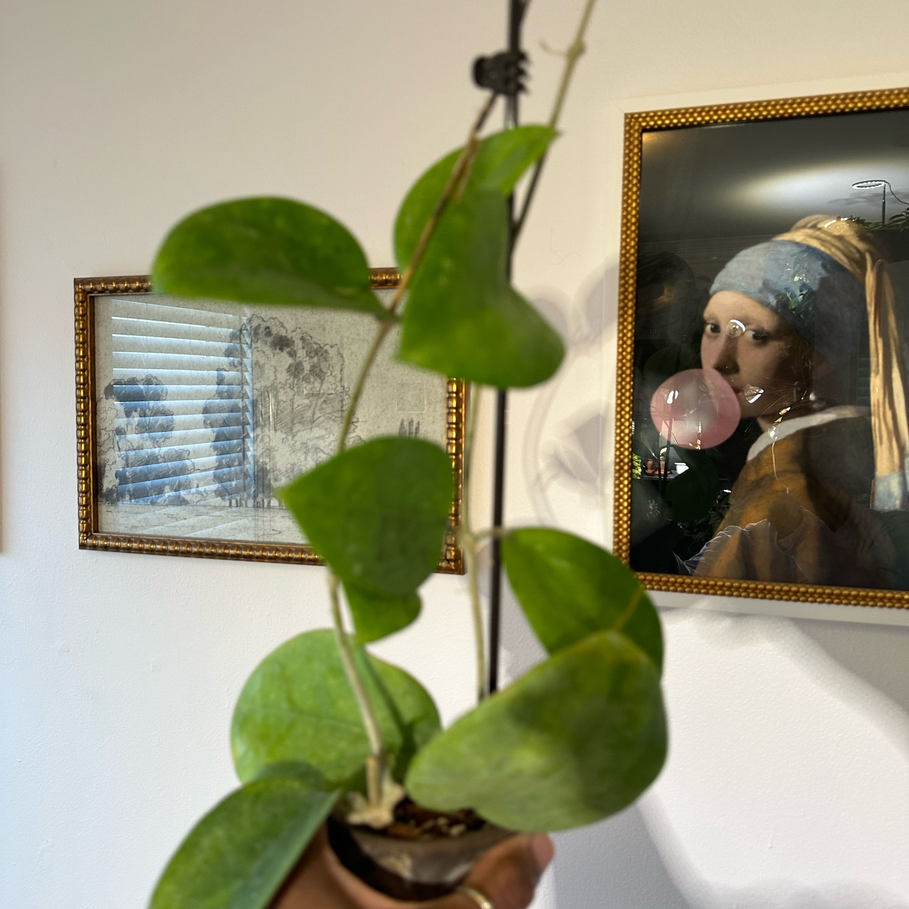 Photo of the plant species Dinner-plate Hoya by @JungleVibing named Gobi on Greg, the plant care app